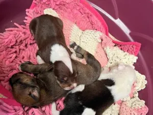 Cachorro raça SRD-ViraLata idade Abaixo de 2 meses nome cachorro 