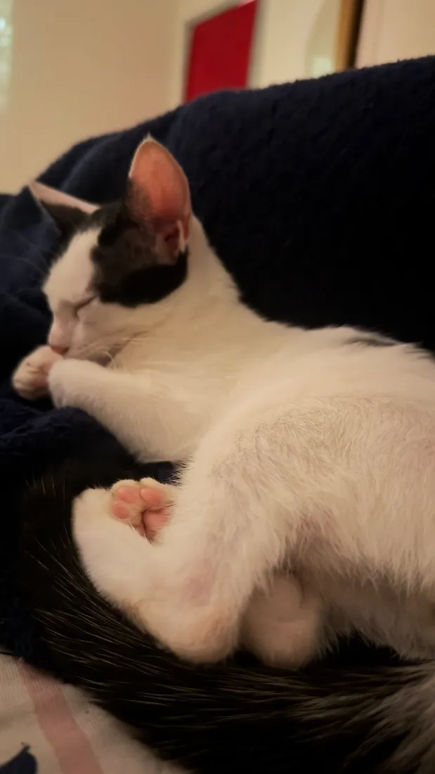 Gato raça SRD-ViraLata idade 2 a 6 meses nome Léo e Lia