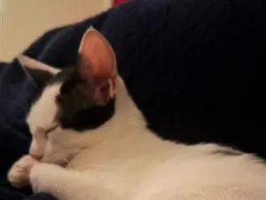 Gato raça SRD-ViraLata idade 2 a 6 meses nome Léo e Lia