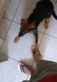 Amora