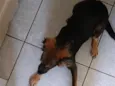 Amora