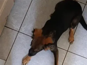 Cachorro raça SRD-ViraLata idade 1 ano nome Amora