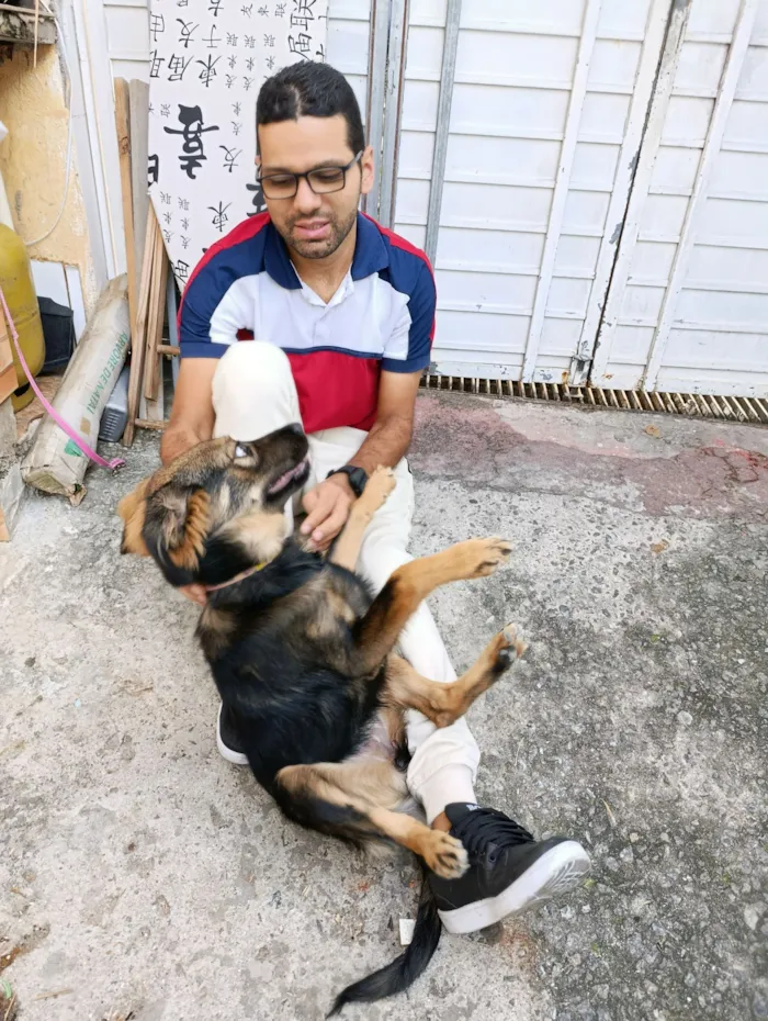 Cachorro raça SRD-ViraLata idade 1 ano nome Amora