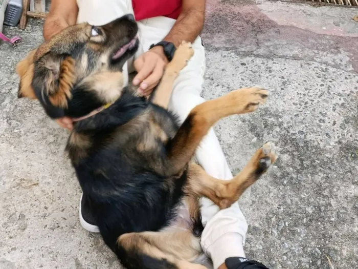 Cachorro raça SRD-ViraLata idade 1 ano nome Amora