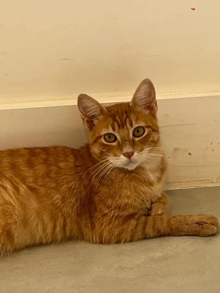 Gato raça SRD-ViraLata idade 2 anos nome Amarelinho 