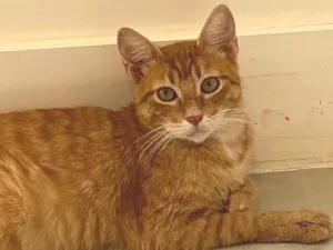 Gato raça SRD-ViraLata idade 2 anos nome Amarelinho 