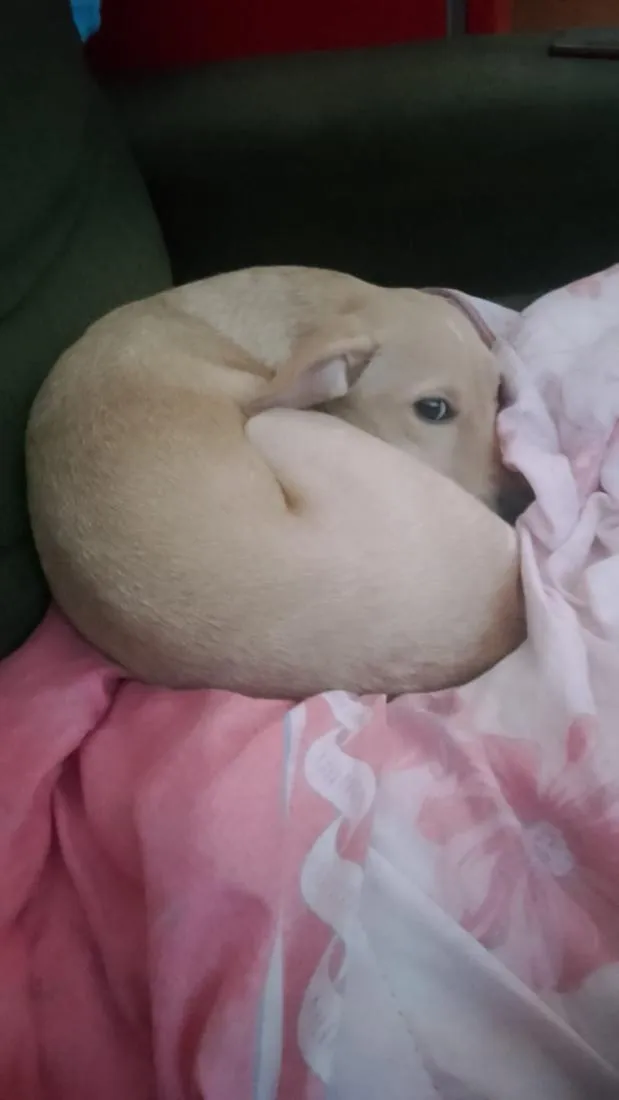 Cachorro raça SRD-ViraLata idade 2 a 6 meses nome Maki