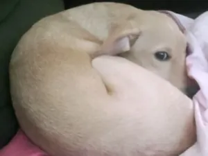 Cachorro raça SRD-ViraLata idade 2 a 6 meses nome Maki