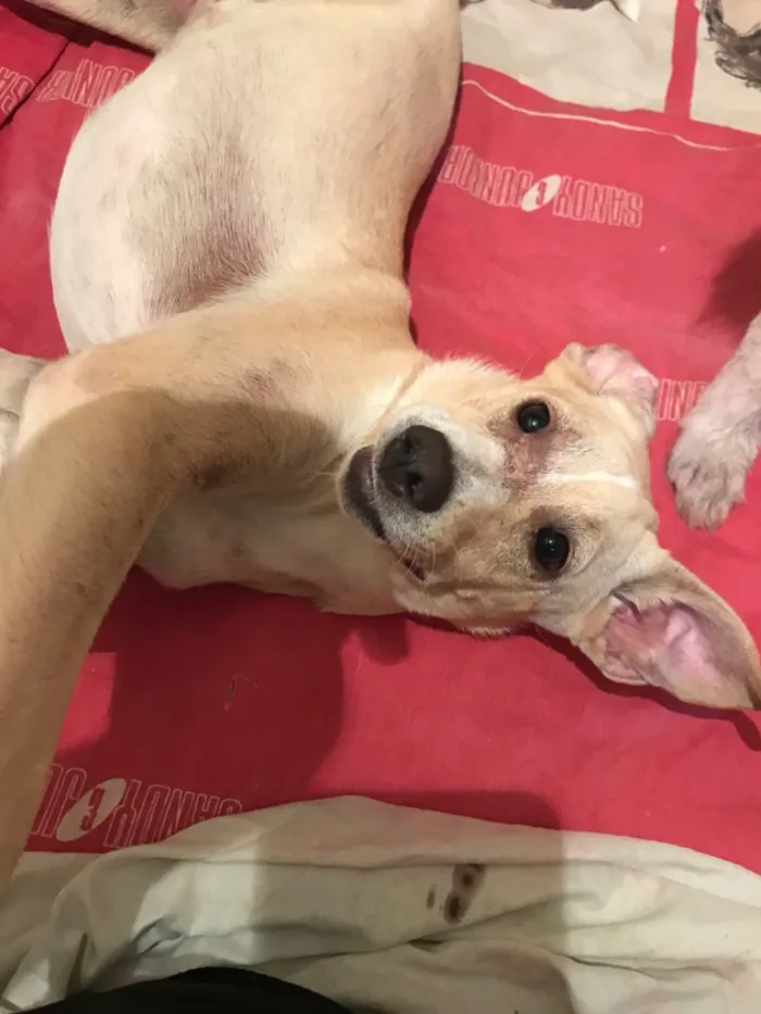 Cachorro raça SRD-ViraLata idade 7 a 11 meses nome Lilly