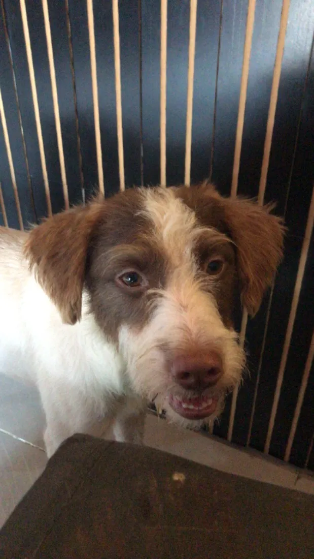 Cachorro raça SRD-ViraLata idade 1 ano nome Bartholomeu