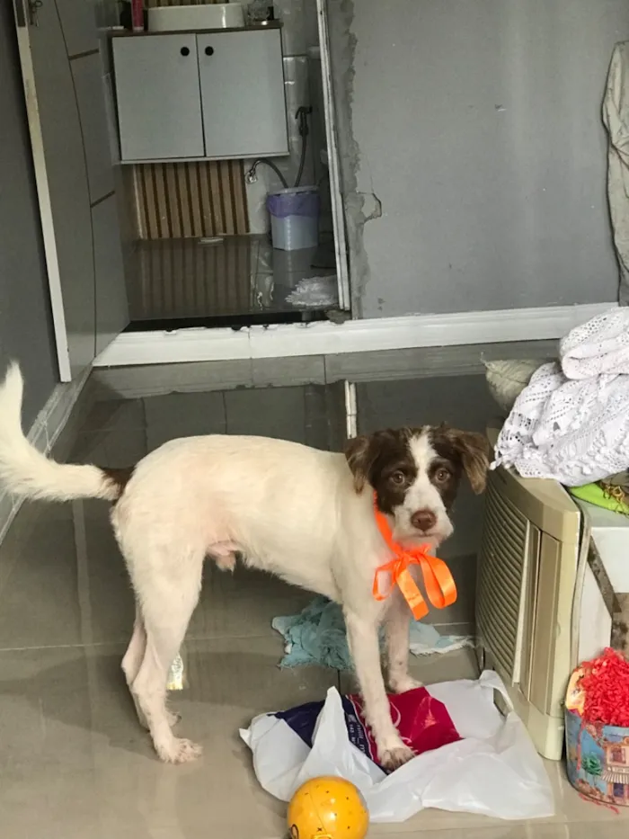 Cachorro raça SRD-ViraLata idade 1 ano nome Bartholomeu