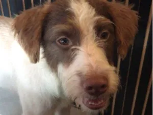 Cachorro raça SRD-ViraLata idade 1 ano nome Bartholomeu