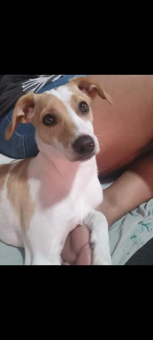 Cachorro raça SRD-ViraLata idade 1 ano nome Pandora