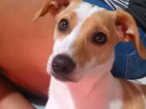 Cachorro raça SRD-ViraLata idade 1 ano nome Pandora