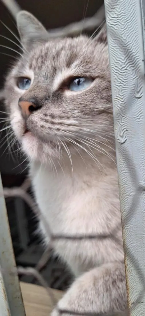 Gato raça SRD-ViraLata idade 7 a 11 meses nome Diana