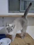 Diana