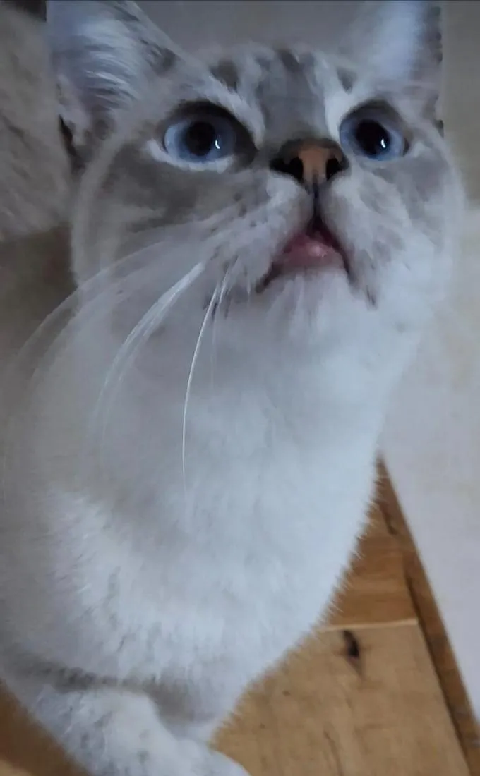 Gato raça SRD-ViraLata idade 7 a 11 meses nome Diana