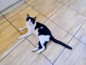 Gato raça SRD-ViraLata idade 7 a 11 meses nome Rock