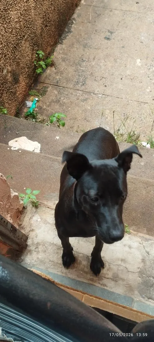 Cachorro raça SRD-ViraLata idade 2 a 6 meses nome Neguinha