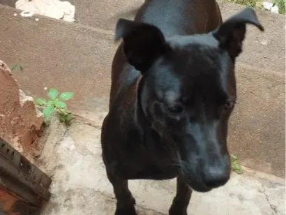 Cachorro raça SRD-ViraLata idade 2 a 6 meses nome Neguinha