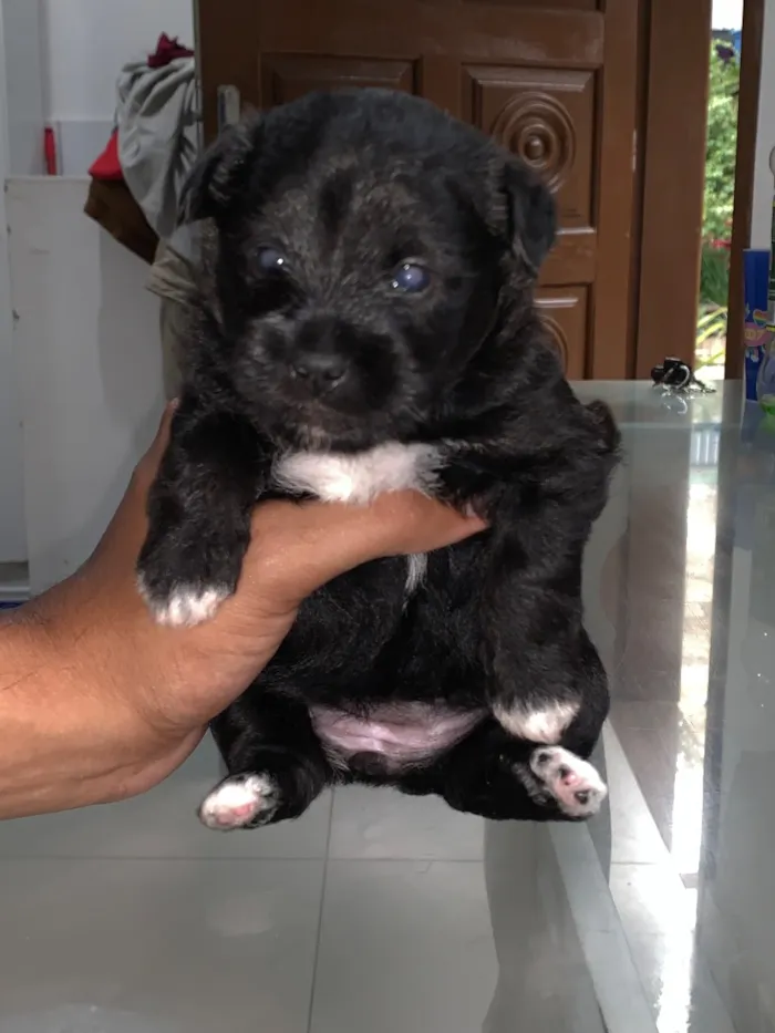 Cachorro raça SRD-ViraLata idade 2 a 6 meses nome Sem nomes 