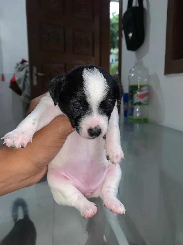 Cachorro raça SRD-ViraLata idade 2 a 6 meses nome Sem nomes 