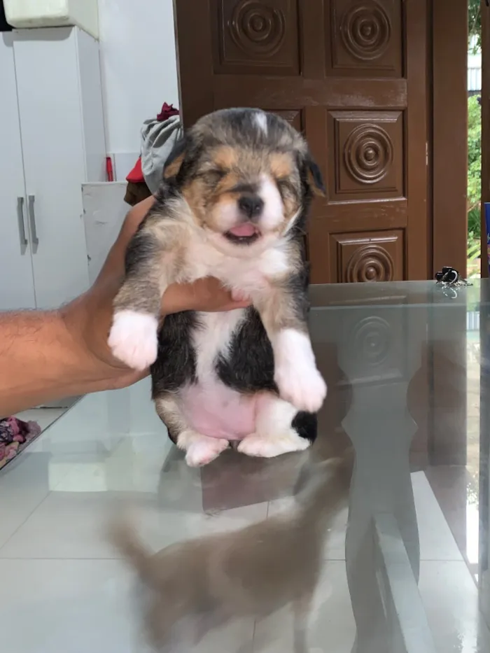 Cachorro raça SRD-ViraLata idade 2 a 6 meses nome Sem nomes 