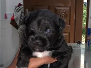 Cachorro raça SRD-ViraLata idade 2 a 6 meses nome Sem nomes 