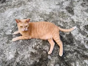 Gato raça SRD-ViraLata idade 7 a 11 meses nome Noé 