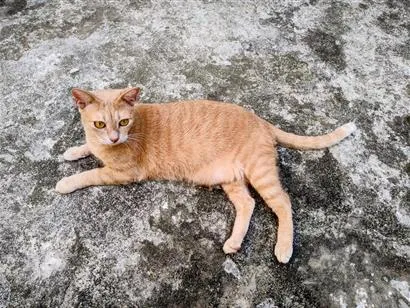 Gato raça SRD-ViraLata idade 7 a 11 meses nome Noé 