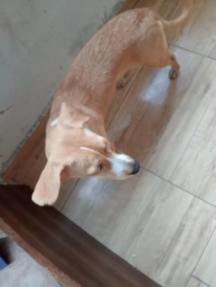 Cachorro raça SRD-ViraLata idade 2 a 6 meses nome Aurora