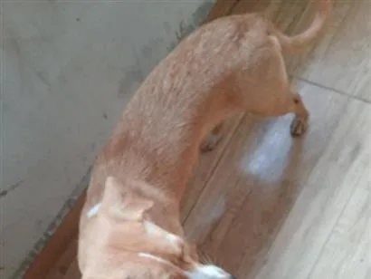 Cachorro raça SRD-ViraLata idade 2 a 6 meses nome Aurora