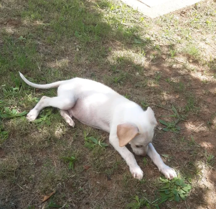 Cachorro raça SRD-ViraLata idade 2 a 6 meses nome Sem nome