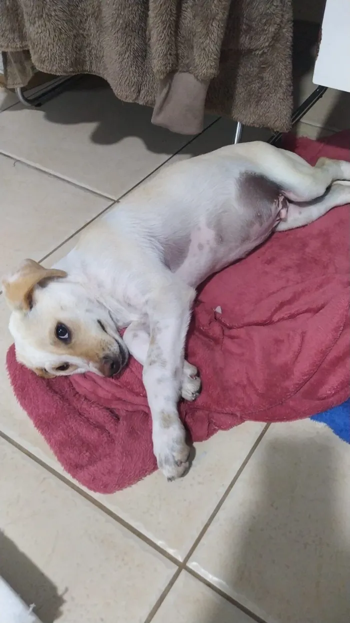 Cachorro raça SRD-ViraLata idade 2 a 6 meses nome Sem nome