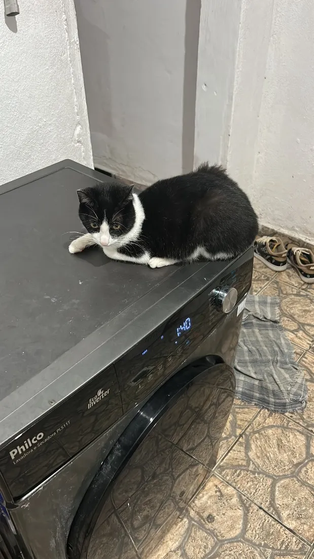 Gato raça SRD-ViraLata idade 2 a 6 meses nome Tom e frajola
