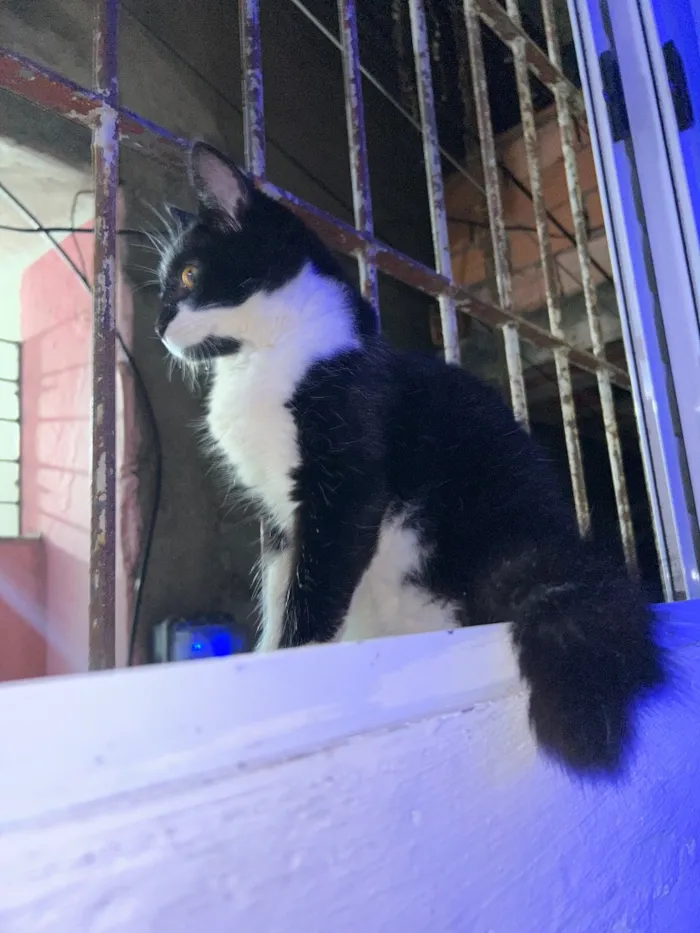 Gato raça SRD-ViraLata idade 2 a 6 meses nome Tom e frajola