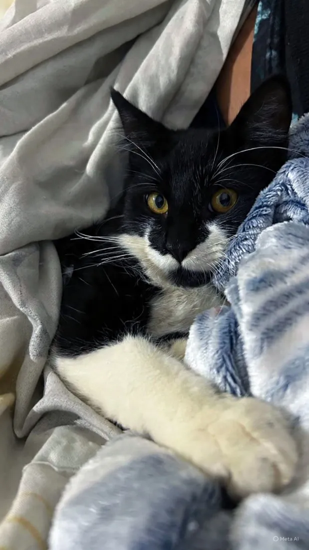 Gato raça SRD-ViraLata idade 2 a 6 meses nome Tom e frajola