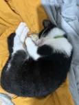 Tom e frajola