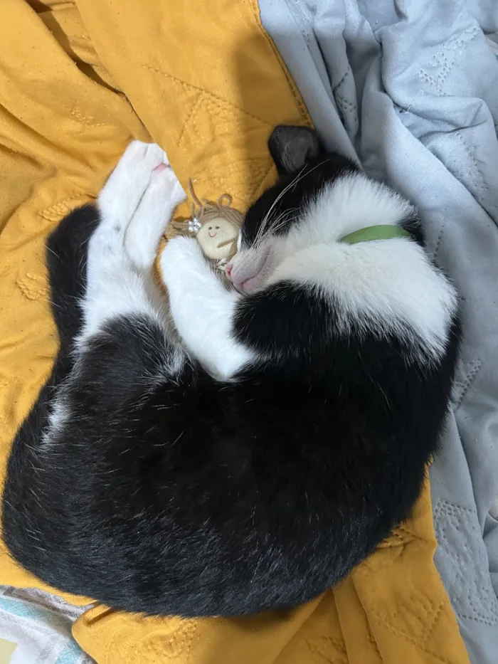 Gato raça SRD-ViraLata idade 2 a 6 meses nome Tom e frajola