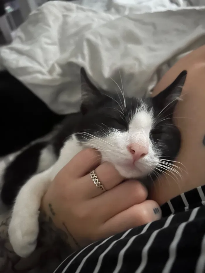 Gato raça SRD-ViraLata idade 2 a 6 meses nome Tom e frajola