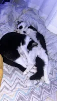 Tom e frajola