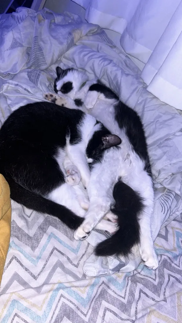Gato raça SRD-ViraLata idade 2 a 6 meses nome Tom e frajola