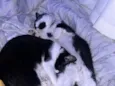 Tom e frajola
