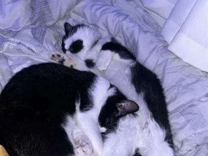 Gato raça SRD-ViraLata idade 2 a 6 meses nome Tom e frajola