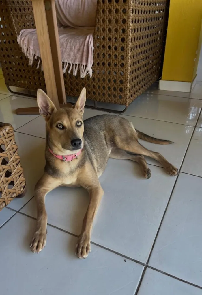Cachorro raça SRD-ViraLata idade 1 ano nome Mel