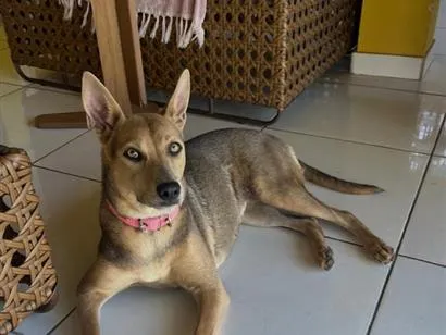 Cachorro raça SRD-ViraLata idade 1 ano nome Mel