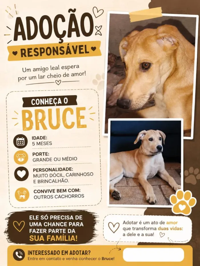 Cachorro raça SRD-ViraLata idade 2 a 6 meses nome Bruce