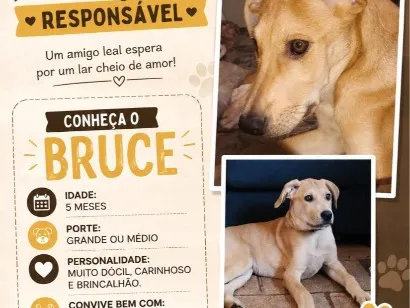 Cachorro raça SRD-ViraLata idade 2 a 6 meses nome Bruce