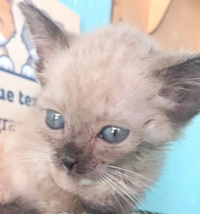 Gato raça Siamês idade 2 a 6 meses nome Pingo 