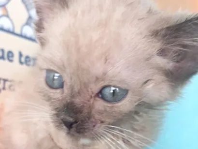 Gato raça Siamês idade 2 a 6 meses nome Pingo 
